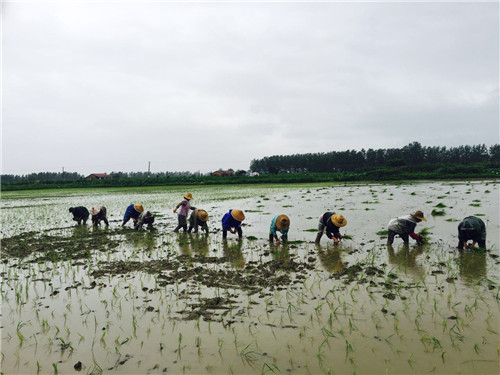 胡场镇种植大户冒雨抢补秧苗