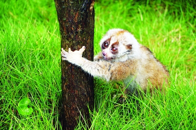 武汉男子散步捡到蜂猴 专家:国家一级保护动物(图)_新浪湖北_新浪网