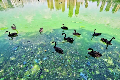武汉动物园东马沧湖因蓝藻暴发水质恶化     记者胡九思 摄