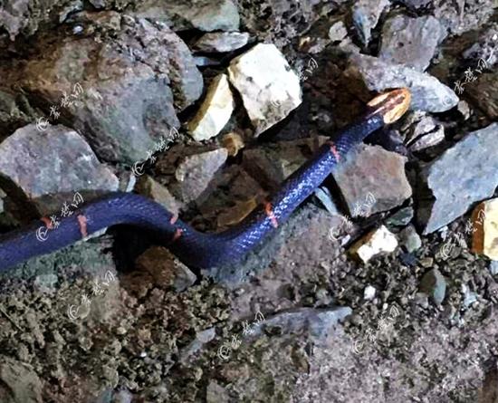十堰现濒危蛇类白头蝰蛇 有剧毒能一口将狗咬死
