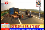 現(xiàn)場(chǎng)：運(yùn)豬貨車爆胎側(cè)翻 高速上演豬在囧途
