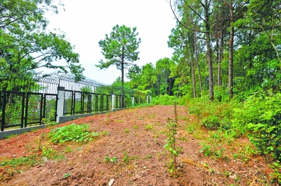 图为一户业主将自家院外的松树林砍伐后改建成私家菜地。记者周迪 摄