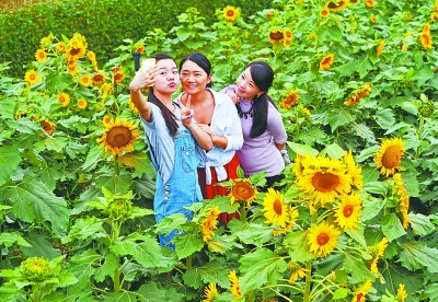 在江南水乡园，一片花田里的向日葵开得正艳。记者喻志勇 摄