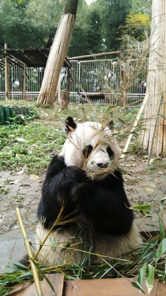 在武汉动物园做大熊猫喜食神农架竹子试验 喻杰 摄