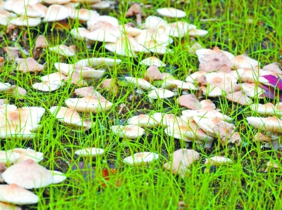 蘑菇菌盖表面