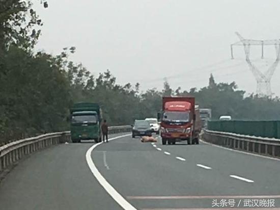 湖北高速上种猪跳车摔成重伤 差点引发交通事故