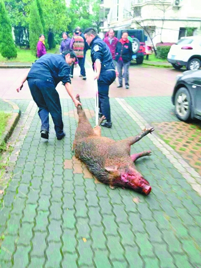 被擊斃的野豬。警方供圖