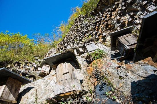 神农架大熊猫抢先直播近两百万网友在线观看