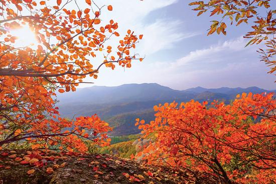 铁寨漫山红叶