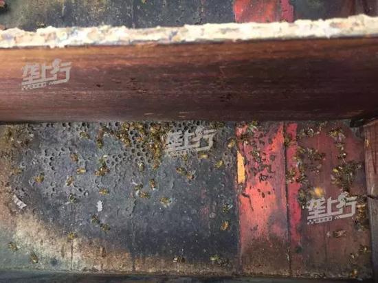 荆门多地蜜蜂大面积神秘死亡