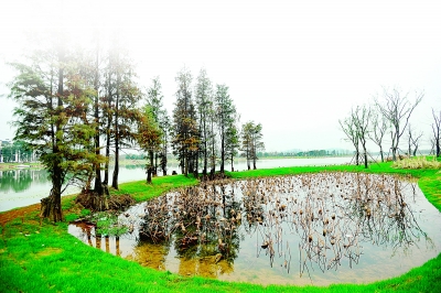 东湖绿道郊野道段“塘野蛙鸣”景观旁，一处鸟类栖息地。