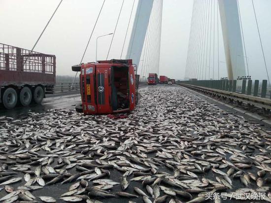 军山长江大桥桥面上满是鱼。