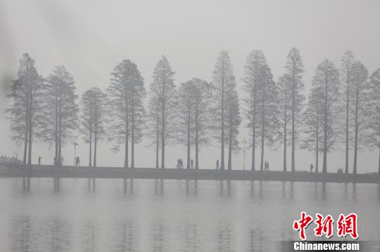 武汉东湖边，树木笼罩在雾霾中　张畅　摄
