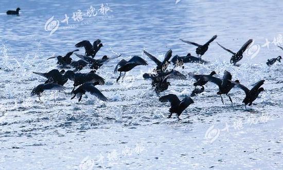 近万只白骨顶鸟来到丹江口沧浪洲湿地公园过冬