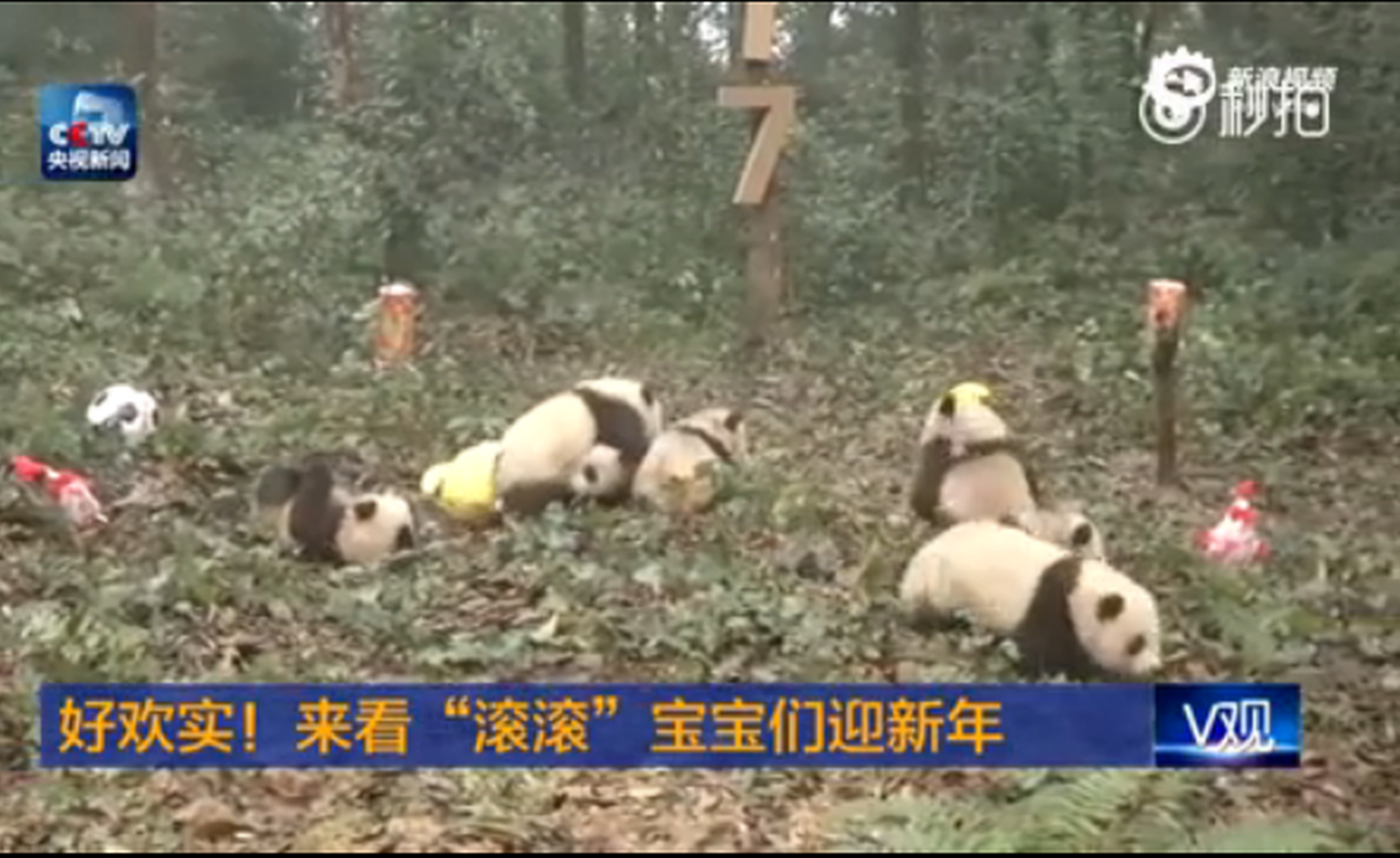 熊猫宝宝们“滚滚”迎新年 追逐打闹实力圈粉
