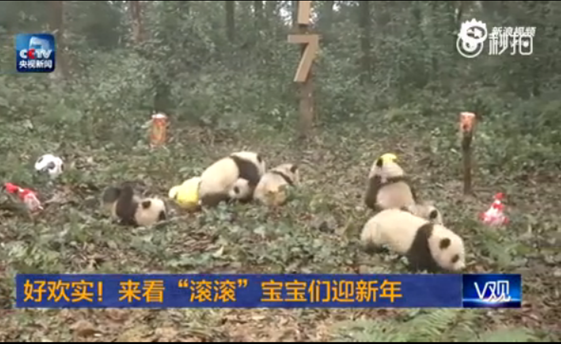熊貓寶寶們“滾滾”迎新年 追逐打鬧實力圈粉