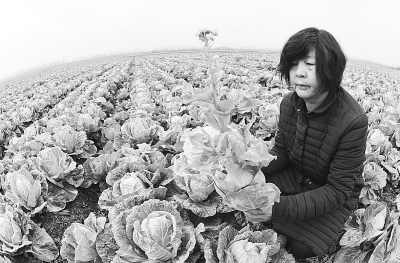 农妇余福玲看地里的大白菜开始长出菜薹欲哭无泪 记者金振强 摄