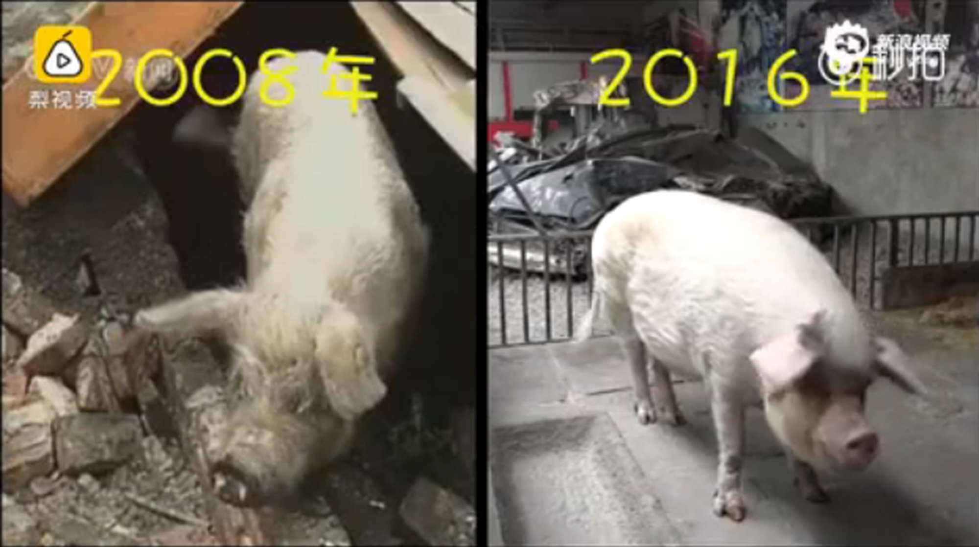 汶川地震过去八年 “猪坚强”活得很好！