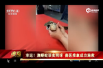 實拍澳蟒蛇誤食網(wǎng)球 獸醫(yī)推拿幫其吐出