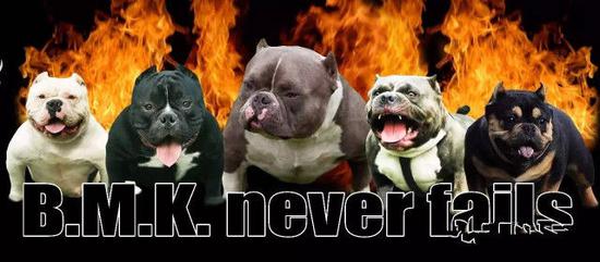 第二届武汉弗斯特宠物节本周六开幕 珍贵恶霸