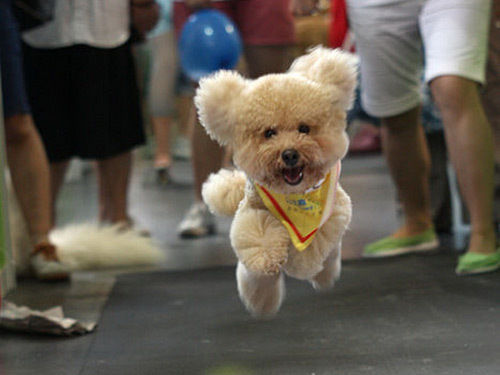 第二届武汉弗斯特宠物节本周六开幕 珍贵恶霸