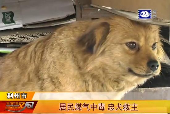 湖北一女子在家煤气中毒倒地 宠物狗上演忠犬救主