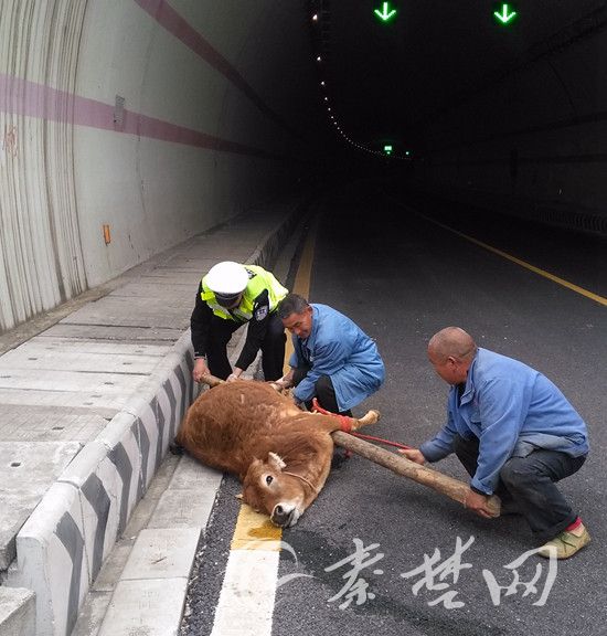 民警协助牛主人刘某将牛抬离高速