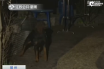 烈性犬未栓繩跳出柵欄咬傷12歲男孩