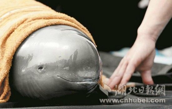 图为工作人员精心呵护,江豚千里转移后身体状况良好