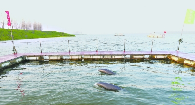 鄱阳湖迁居来的江豚很快适应了新家的环境      高宝燕 摄