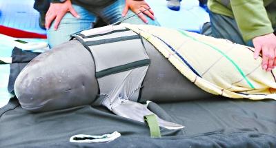穿上“背心”的江豚承担着科学实验任务 高宝燕摄