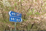 花瓣飘下雨相伴 落“樱”缤纷再成景