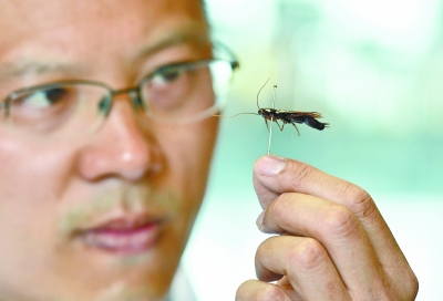 田俊华与他的蟑螂标本记者金振强 摄