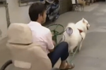 宠物店老板训练萨摩耶 马路上演“狗拉车”