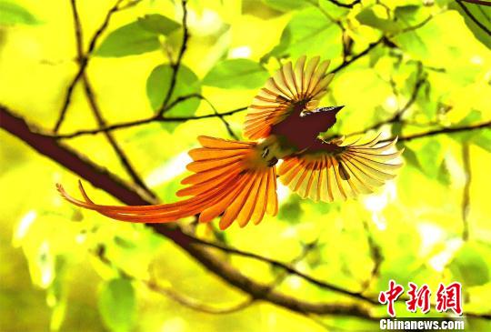 壽帶鳥體形優(yōu)美、色彩斑斕　朱明　攝