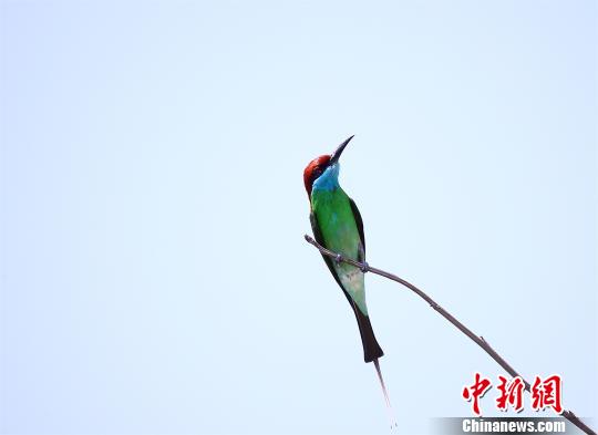 藍(lán)喉蜂虎以藍(lán)喉為特征，有“中國最美小鳥”之稱 徐述文 攝