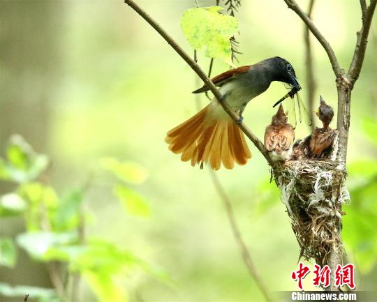 栗色壽帶鳥正在喂養(yǎng)幼鳥 徐述文 攝