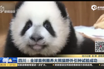 四川：全球首例圈养大熊猫野外引种试验成功