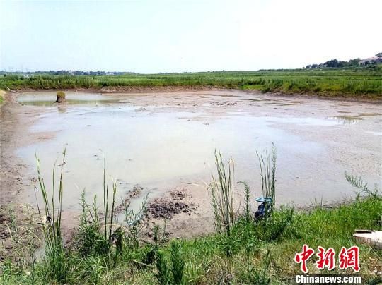 湖北省孝感市孝昌县王店镇塘堰干涸(钟欣摄 )