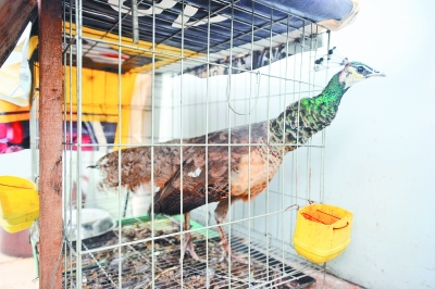 被养在楼顶的孔雀记者肖僖 摄
