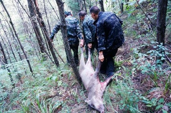 野猪出没损毁百姓秋粮 狩猎队员大山深处打野猪