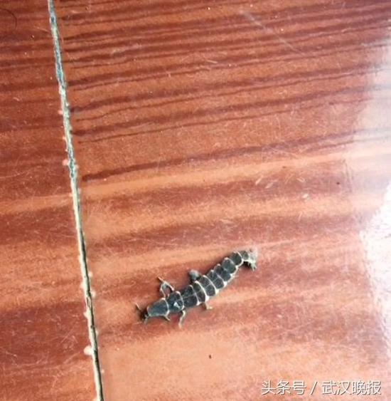 居民家地板上的萤火虫幼虫 通讯员徐厚伟 摄