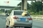 危險！罰！渦輪增“鴨”轎車飛駛高速