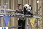 加拿大：“龍鳳胎”大熊貓寶寶兩歲啦