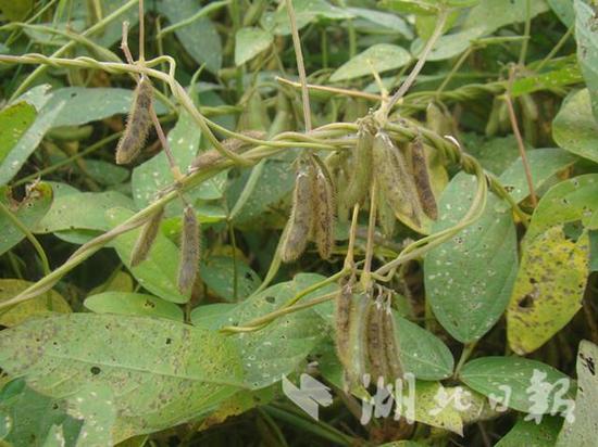 洪湖现野大豆和粗梗水蕨系农业育种重要种质资源