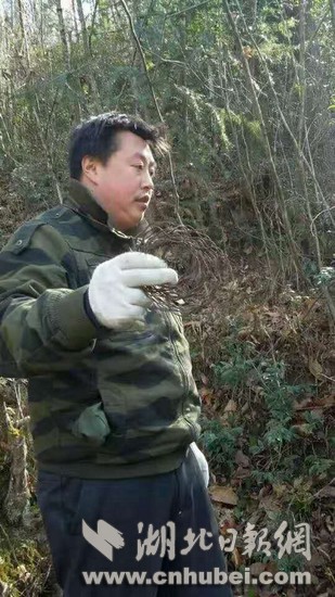 黄运国在山上拆除捕猎野生动物的铁丝套。