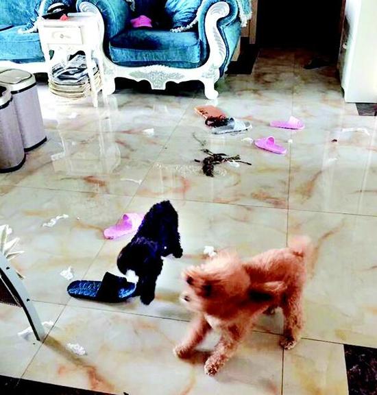图为:两只泰迪生前健康活泼(驼女士供图)