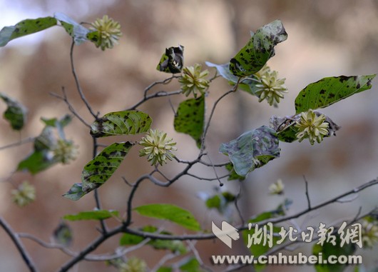 保康发现喜树群落
