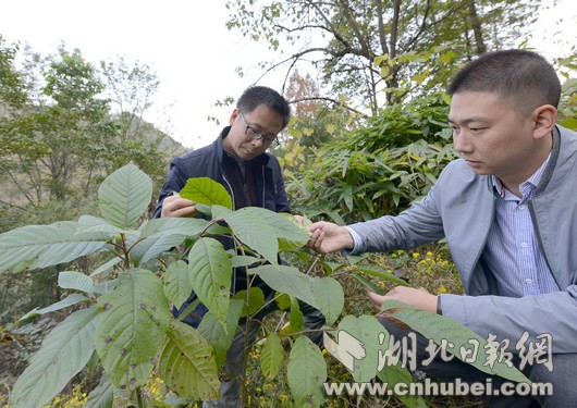 保康发现喜树群落