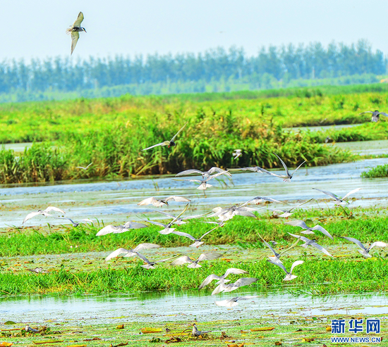 在老觀湖國(guó)家濕地公園觀測(cè)到的須浮鷗。新華網(wǎng)發(fā)